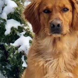 Golden Retrievers from Doc’s Goldens