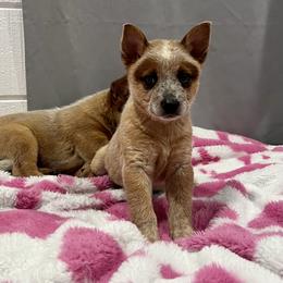 Australian Cattle Dog Puppies from 4Surge Cattle Dogs