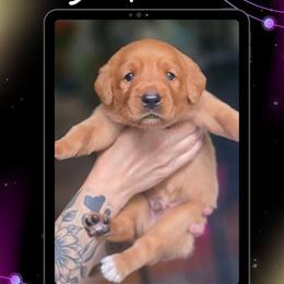 Black Collar - Moon - Yellow male Labrador Retriever puppy in Sumerduck, Virginia from Cedar Mountain Retrievers