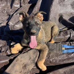 Anne - Sable female German Shepherd puppy in Sierra Vista, Arizona from KnightWatch K-9