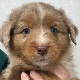 Uncle Beau - Red merle male Miniature Australian Shepherd puppy in Midway, Texas from L Bar W Aussie Ranch