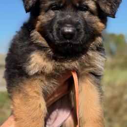 Orange girl - Black and red female German Shepherd puppy in Johnstown, Ohio from Vom Haus Neufus