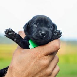 Green Boy - Black male Labrador Retriever puppy in Linville, Virginia from Virginia Labradors