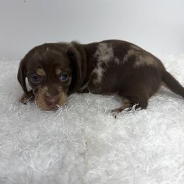 Ziggy - Chocolate male Dachshund puppy in Hillsville, Virginia from Bonderosa Kennels