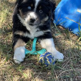 Australian Shepherd Puppies from 5280 Australian Shepherd
