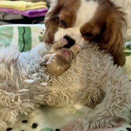 Cavalier King Charles Spaniel and Cavapoo Puppies from CK Cavaliers