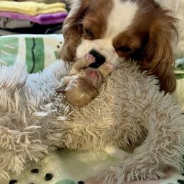 Cavalier King Charles Spaniel and Cavapoo Puppies from CK Cavaliers