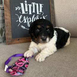 Babycakes - Tri-color male Bernedoodle puppy in Camden, North Carolina from Oopsie Doodles of NC
