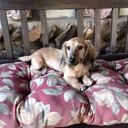 Chandler - Cream male Dachshund puppy in Warrior, Alabama from Bountiful Dachshunds