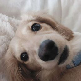 Dachshunds from Slinky Dachshund