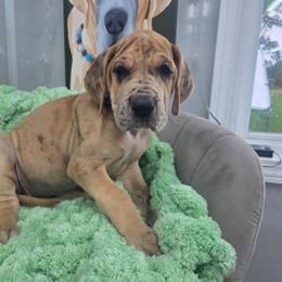 Ouiser - Merle female Great Dane puppy in Granby, Missouri from HCR Great Danes