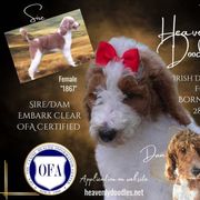 Irish Doodle and Poodle Puppies from Heavenly Poodles
