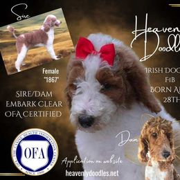 Irish Doodle and Poodle Puppies from Heavenly Poodles