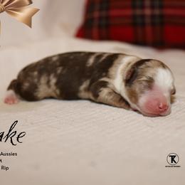 Drake - RMM - Red merle male Miniature Australian Shepherd puppy in Nacogdoches, Texas from TK Standard, Mini, & Toy Aussies
