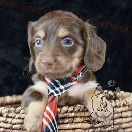 Choc and cream boy - Chocolate and tan male Dachshund puppy in Seminary, Mississippi from Down South Mavericks Dachshunds