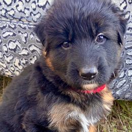 Zuri - Black and red female German Shepherd puppy in Cave Junction, Oregon from Faith Shepherds