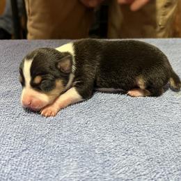 Carl - Black white and tan male Rat Terrier puppy in Gonzales, Texas from Sunshine Deckers