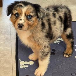 Birdie - Blue female Companion Cross puppy in Artois, California from Aloe Aussies