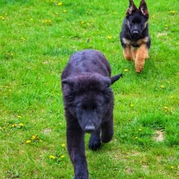 German Shepherd and Pembroke Welsh Corgi Puppies from Muddy Paws Corgis / Von Blake's Gedächtnis