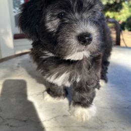 Leo - Black male Companion Cross puppy in Lodi, California from V & V Kennels
