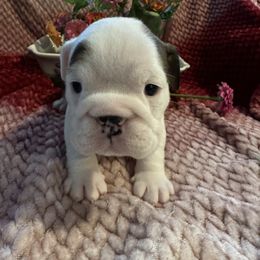 KitKat - Red and white Bulldog puppy in Richland Township, Arkansas from Ozark Bulldogs