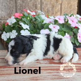 Lionel - Black and white male Bernedoodle puppy in Heyworth, Illinois from Cobble Creek Puppies