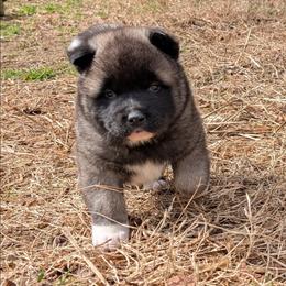 Yuri's Boy 1 - Black, fawn undercoat male Akita puppy in South Carolina from Sierra Mountain Akitas