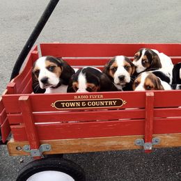 Basset Hounds from Back Bay Bassets Hounds