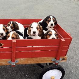 Basset Hounds from Back Bay Bassets Hounds