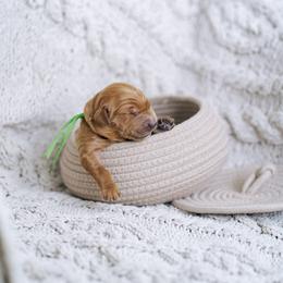 Green collar - Tarzan - Red  male Goldendoodle puppy in Duncan, South Carolina from Abner Creek Poodles & Doodles