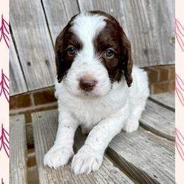 Willow - Parti female Goldendoodle puppy in Caddo Mills, Texas from Fire Wife Doodles