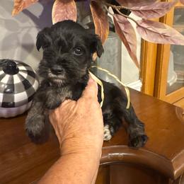 Ace(frehley) - Salt and pepper male Miniature Schnauzer puppy in Thomasville, Georgia from D’Elegant Paws
