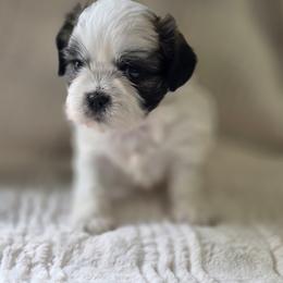 Carl Dean - Brown and white male Shichon puppy in Ronda, North Carolina from Willow River