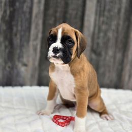Moose - Fawn male Boxer puppy in Preston, Maryland from Katie's Pups