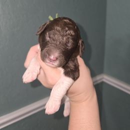 Boy 2 - male Newfypoo puppy in Mckenzie, Tennessee from Small Town Doodles & Poodles