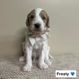 Frosty - Parti male Goldendoodle puppy in Crothersville, Indiana from Wischmeier’s Doodles