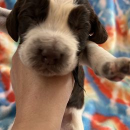 Black collar liver and white ROAN - Liver and white male English Springer Spaniel puppy in Jamestown, Kentucky from Waterworks Springers