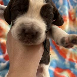 Black collar liver and white ROAN - Liver and white male English Springer Spaniel puppy in Jamestown, Kentucky from Waterworks Springers