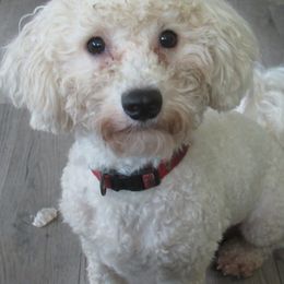 Oscar - Bichon Frise