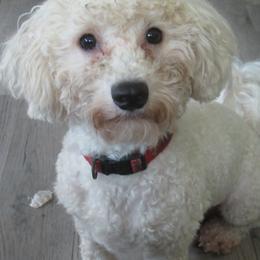 Oscar - Bichon Frise