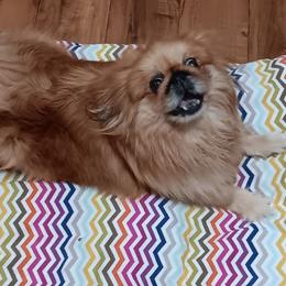 Donna - Pekingese