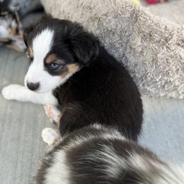 Miniature Australian Shepherd All Grown Up from Furrever.Mini.Aussies.llc