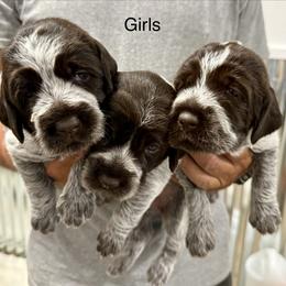 Bernedoodle and Wirehaired Pointing Griffon Puppies from Salt City Farm