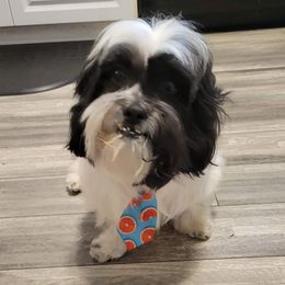 Louie - Shih Tzu