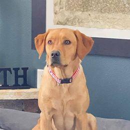 Faith - Labrador Retriever