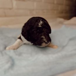 Poodle Puppies from Simplicity Poodles