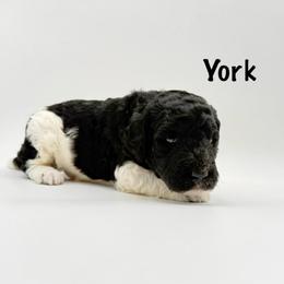 York - Phantom male Goldendoodle puppy in Milford, Pennsylvania from Doodles Are Golden