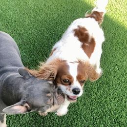 Cavalier King Charles Spaniels from Westside Dogs