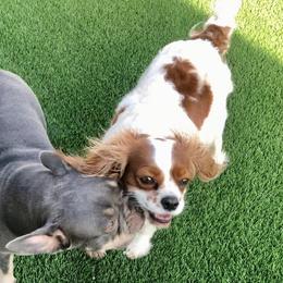 Cavalier King Charles Spaniels from Westside Dogs
