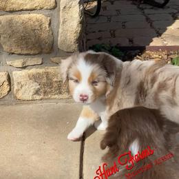 Australian Shepherd, Miniature Australian Shepherd, and Toy Australian Shepherd Puppies from Hunt Farms Mini Aussies